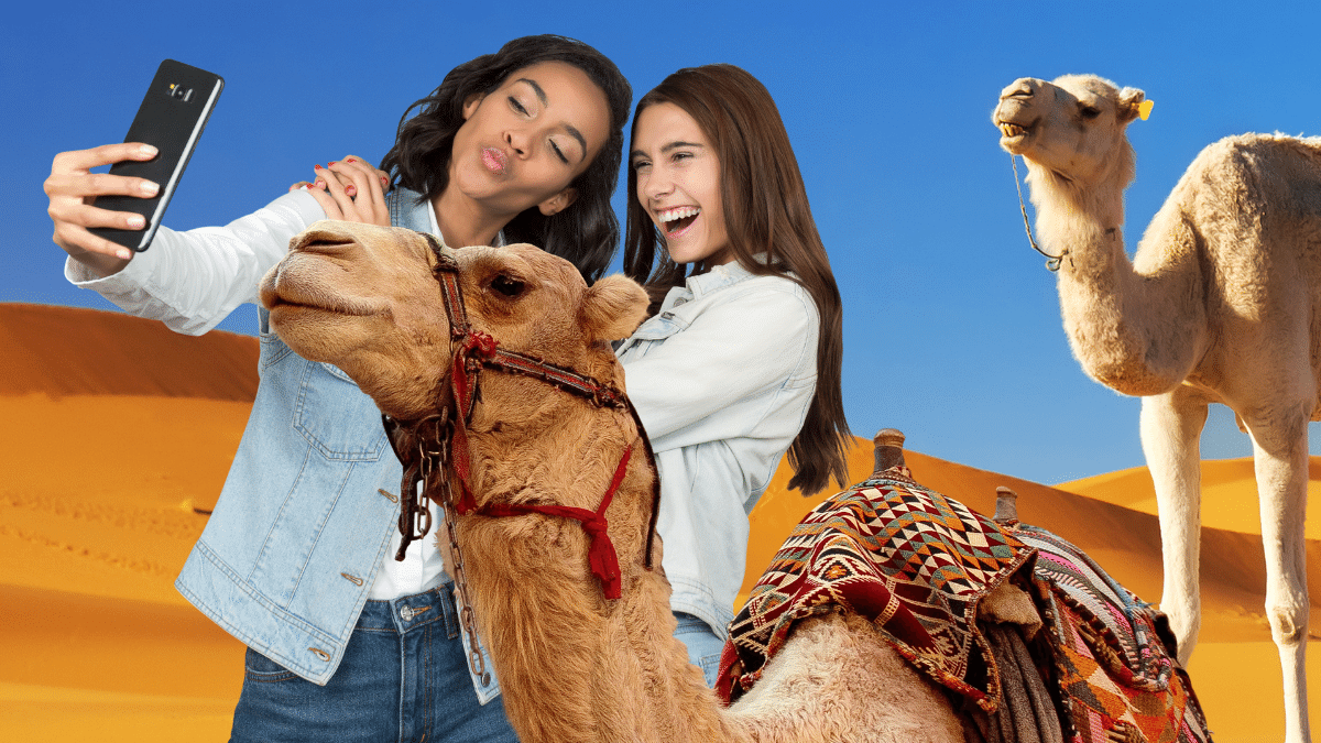 Sexy Camel Selfies